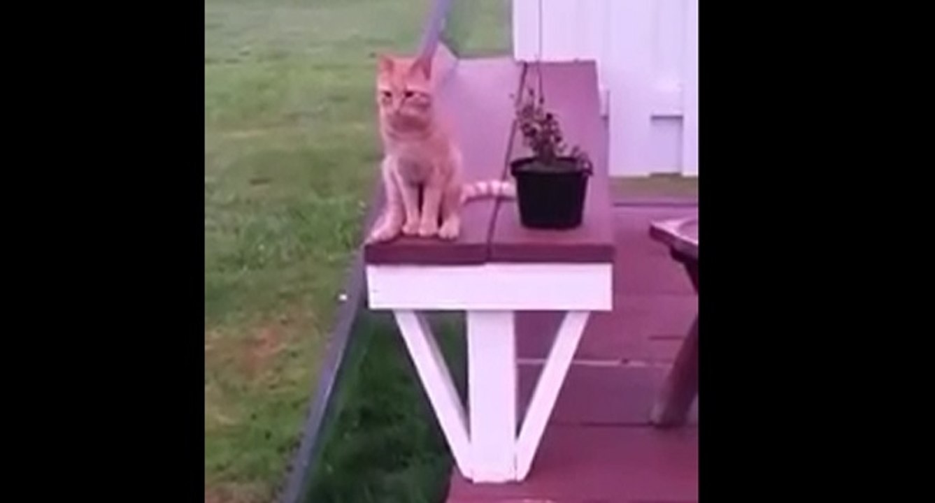 Ce chat adore s’asseoir comme les humains