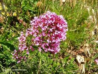 LA MONTAGNE Jean FERRAT + LYRICS.