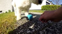 GoPro: A day with the dogs (Sweden)