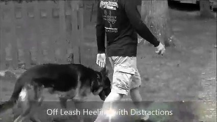 16 Month Old German Shepherd; Brillo- Before/After Video