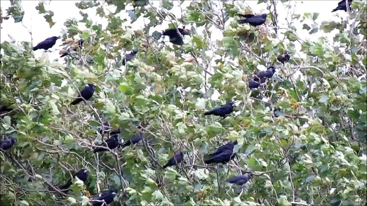 Crows and jackdaws in the wind