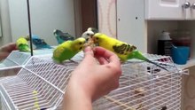 How to Hand Feed Budgie
