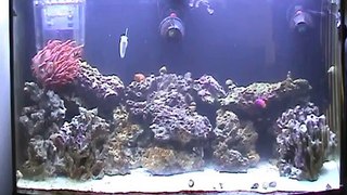 My Aquarium - Snack time and closeups of the fish