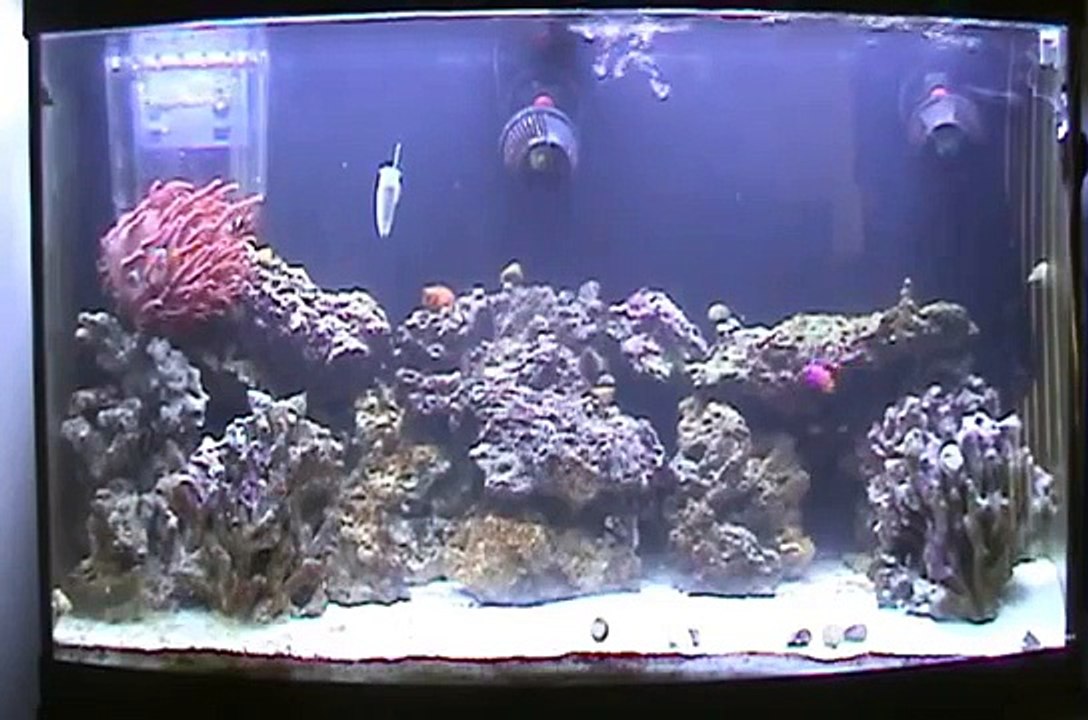 My Aquarium - Snack time and closeups of the fish