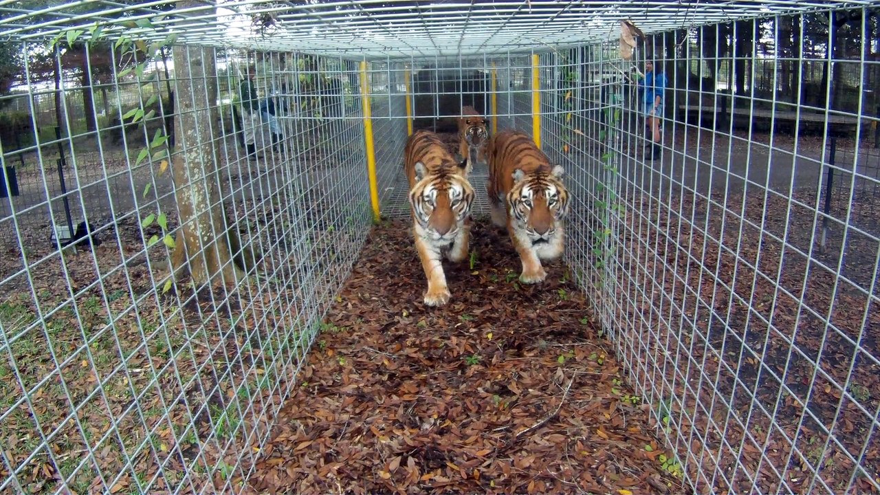 10 Reasons Big Cats Love Vacations