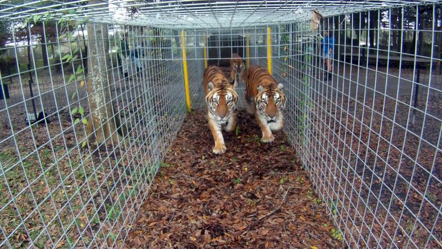 10 Reasons Big Cats Love Vacations