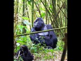 Mountain Gorillas in Rwanda - the oldest silverback