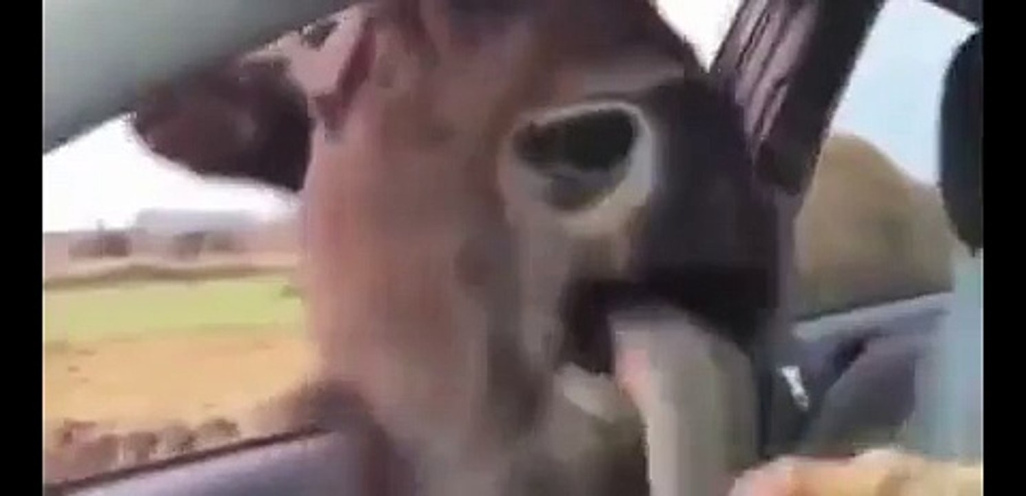 Compilation animaux rigolos