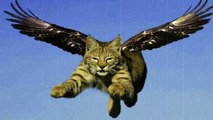 Aviator Cat - The Cat Is Flying On A Glider