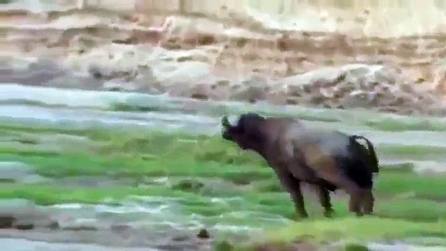 Animal Planet 2015 - Discovery Channel - Wildlife Animals - Lion Documentary [720 HD]