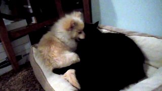 Puppy & Harvey in Bed