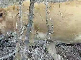 Injured and pregnant Styx pride lioness