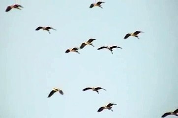 Grey Herons at Ghadira