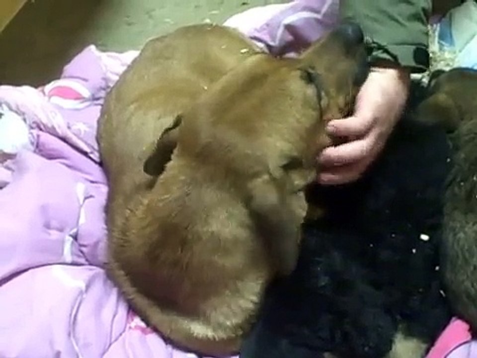 Mom and Puppies: Reunited & Rescued