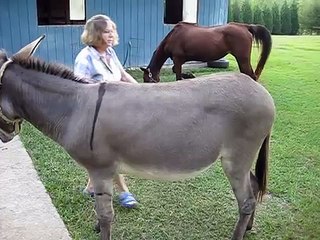 Bruci's Horse and Donkeys