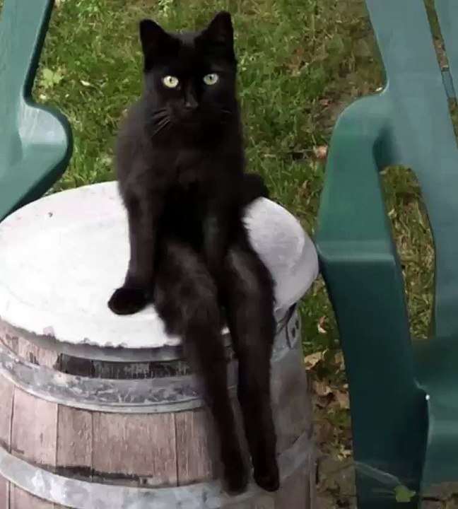 funny cat