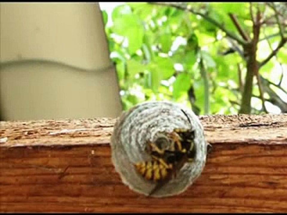 The making of a wasp nest
