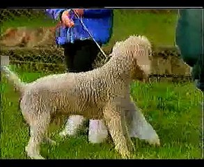 bedlington terrier