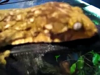 Playing with my giant gecko leachianus