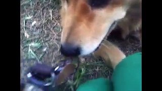 Good dog! how to splint a dogs leg