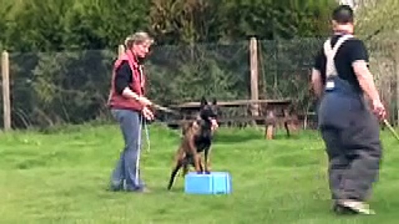 malinois à l'entrainement ring