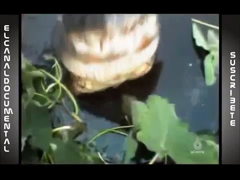 Documental 11 "Lucha salvaje - Caimán americano vs Oso negro P(3/5) La Sexta