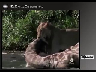 Documental 08 "Batalla en el Rio Nilo - León vs Cocodrilo" P(4/5) La Sexta