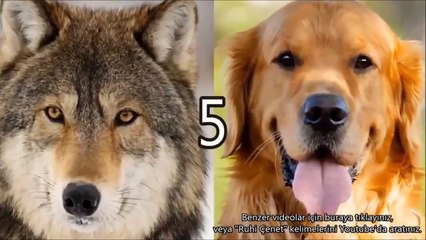 Köpekler ve Kurtlar Arasındaki 10 İlginç Fark