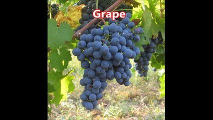 Learn Fruits and Vegetables for Children in English Kids Songs Song Names Name