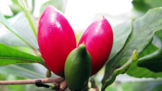 Growing the Miracle Berry- A Fruit that makes Life Sweeter