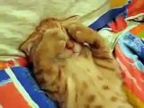 кот спит закрывая лапами глаза (очень смешно)