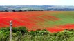 Poppy field .. East Sussex, England