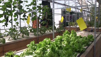Aquaponics in Portugal - Greenhouse.