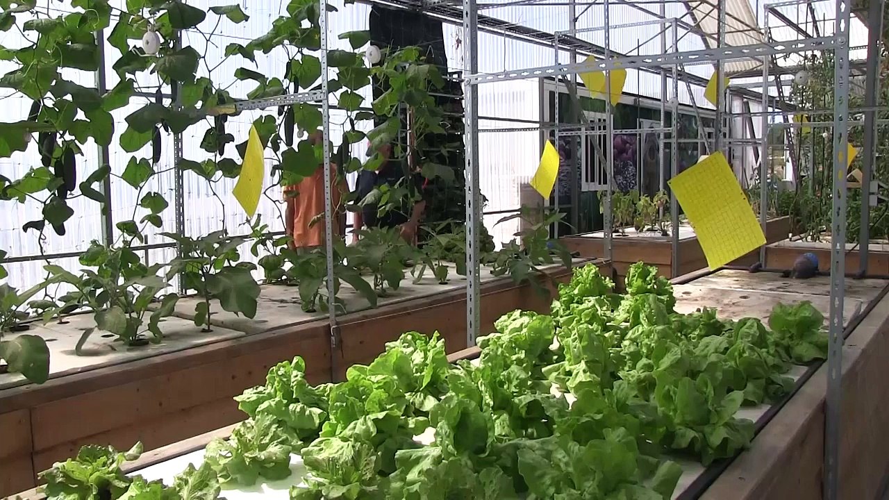 Aquaponics in Portugal - Greenhouse.