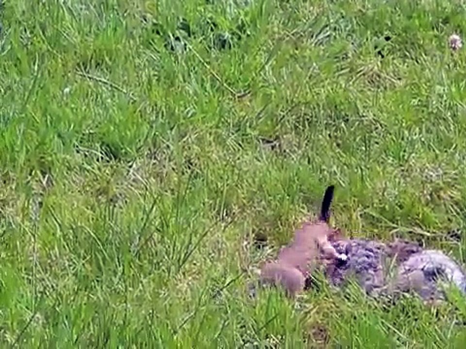 ermine kills rabbit