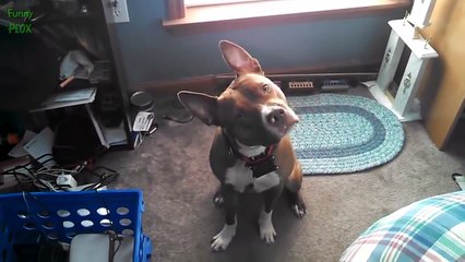 Cute Dog Head Tilt Compilation 2015 [NEW HD]