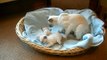 Siamese Kittens playing gently 4 weeks old