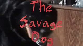 Savage Dog
