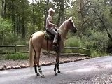 Lil Darlin traffic safe Palomino gaited trail horse for sale in Va confidence builder