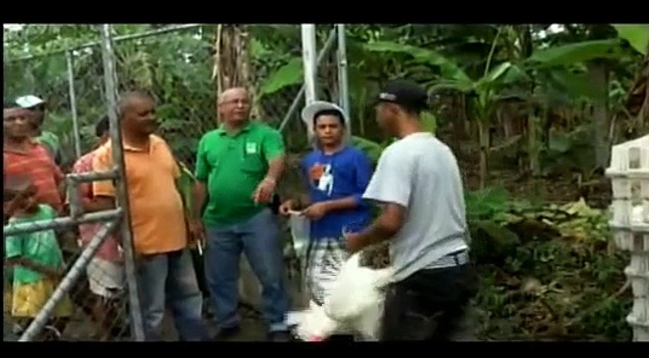 Granjeros venden las gallinas ponedoras a 50 pesos al público