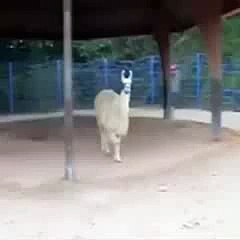 Best-Of-Vines-7-Seconds---If-u-ain't-talkin-m