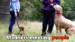 Digby - Briard - 6 Week Residential Dog Training at Adolescent Dogs