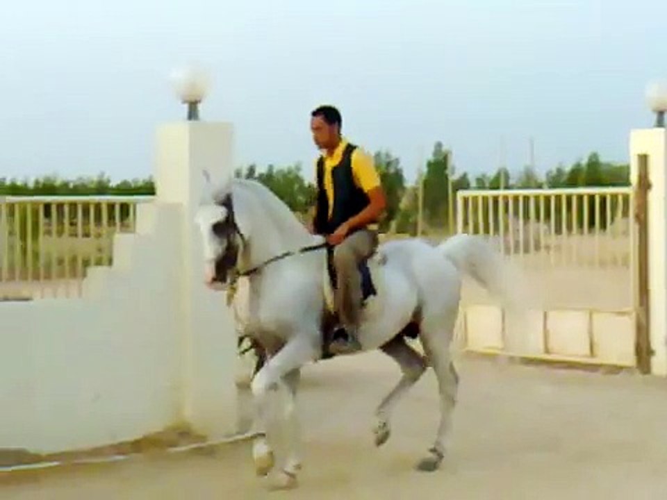 حصان عربي اصيل