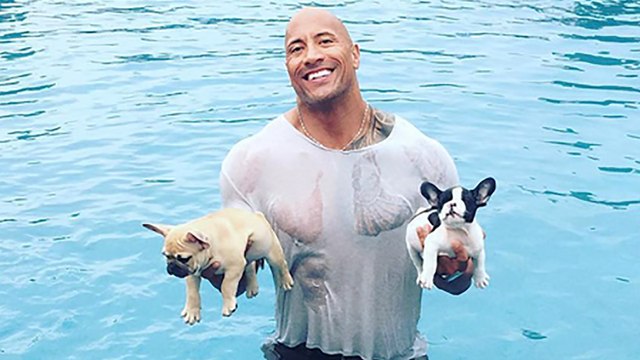 Dwayne 'The Rock' Johnson Saves Drowning Puppies from Pool