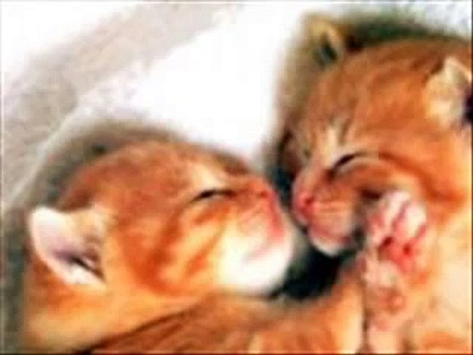 Cat Abuse Video
