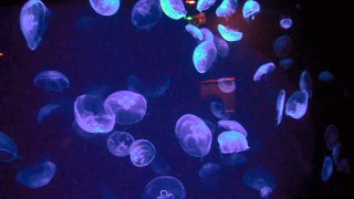 meduse aurelia aurita a l'aquarium de mare nostrum