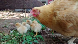 Momma Buff Orpington Hen with new Chicks