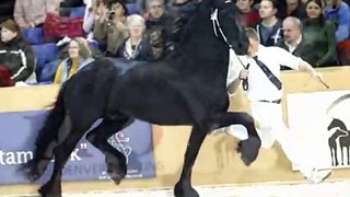 FPS Approved Friesian Stallion Lolke 371