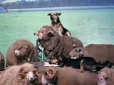 dogs herding sheep