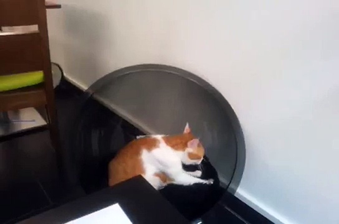 Kočičí kavárna v Mnichově je útočištěm pro milovníky kávy i koček